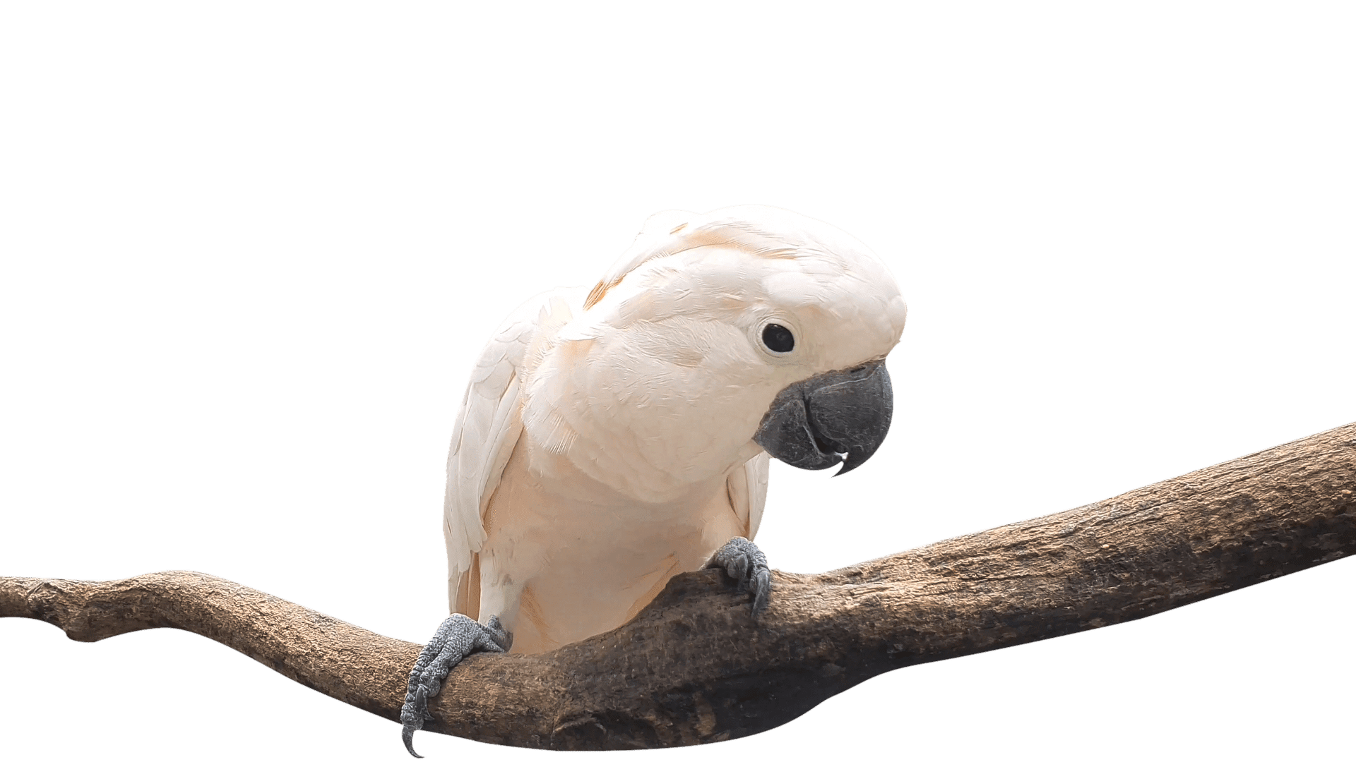 Parrot Dipankar