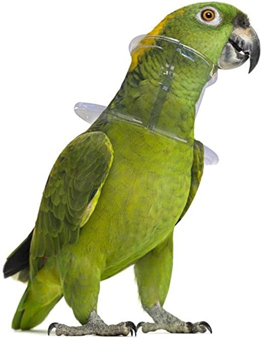 girar insalubre Geografía Bird Collar Prevent Feather Plucking -Medium parrot – Parrot Dipankar