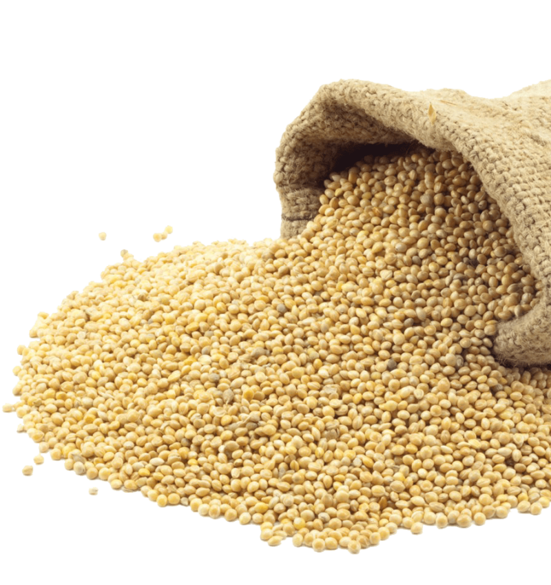 Big Premium Kangni Seed for birds-950gm
