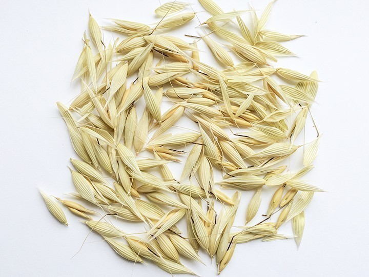 Oats bird food seed-450gm