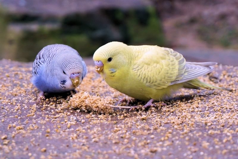 b-bird11.jpg