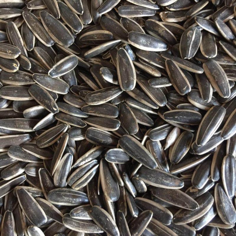 Sunflower Small Striped Seed-950gm