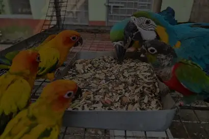 parrot dipankar store