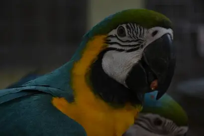 Parrot dipankar store