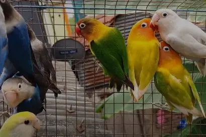 Parrot Dipankar Store