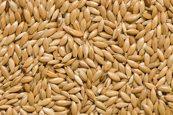 Canare Seed for birds food-950gm