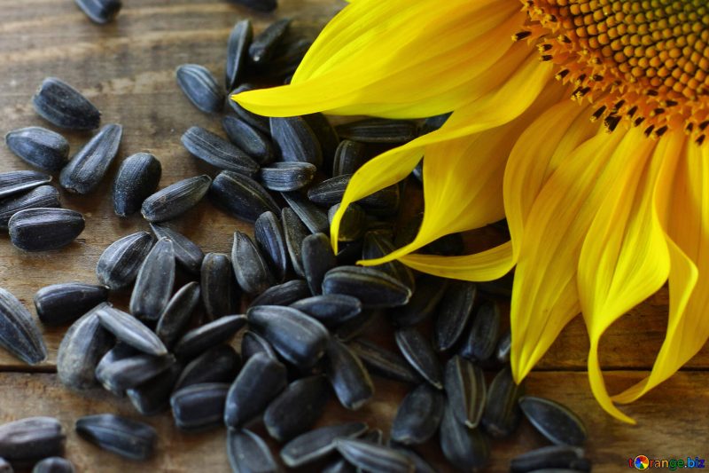Sunflower Seeds for Birds Food-950gm